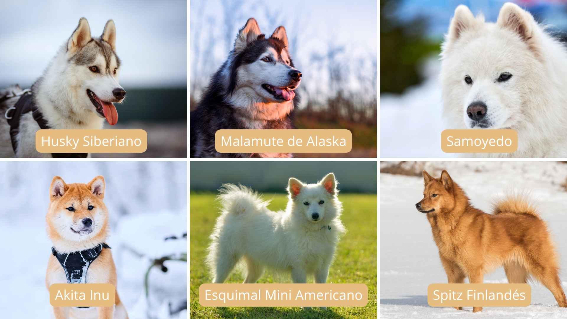 collage razas de nieve